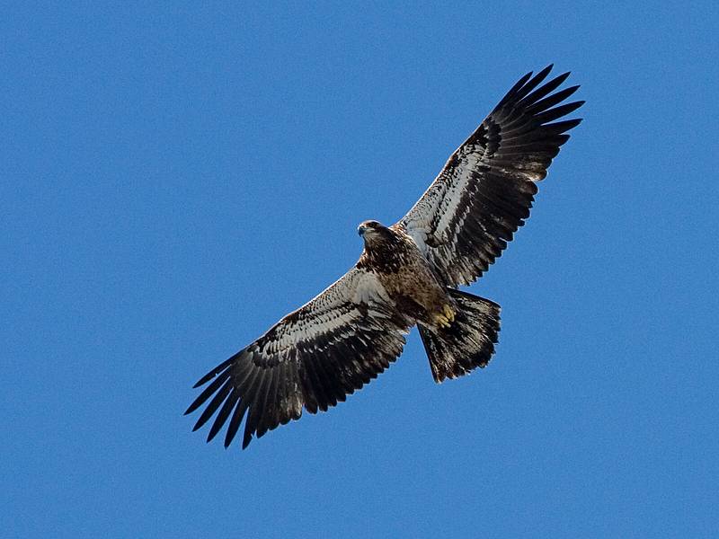 Feb. 17, 2009 - Deer Island, Amesbury, Massachusetts.<br />Juvenile bald eable.