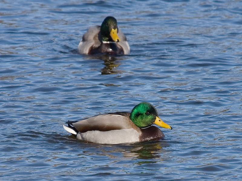 Feb. 17, 2009 - Deer Island, Amesbury, Massachusetts.<br />Mallards.