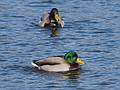 Feb. 17, 2009 - Deer Island, Amesbury, Massachusetts.<br />Mallards.