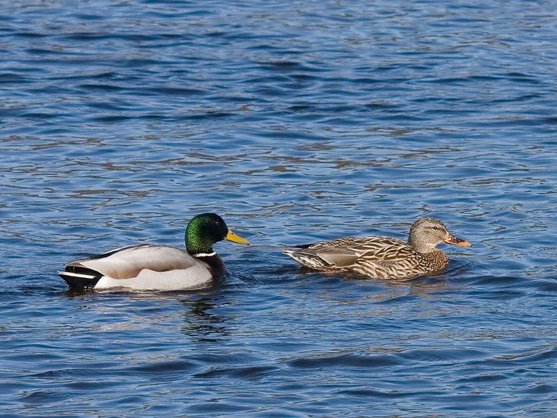 Feb. 17, 2009 - Deer Island, Amesbury, Massachusetts.<br />Mallards.