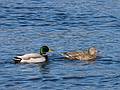 Feb. 17, 2009 - Deer Island, Amesbury, Massachusetts.<br />Mallards.