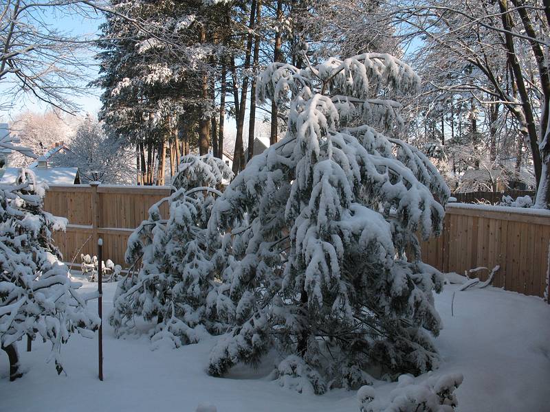 Feb. 21, 2009 - Merrimac, Massachusetts.<br />Around the house after a fresh overnight snowfall.