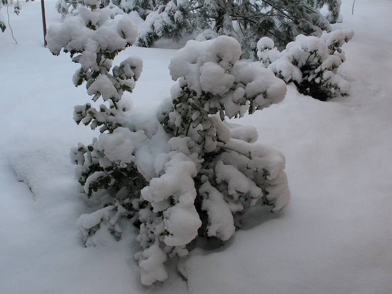 Feb. 21, 2009 - Merrimac, Massachusetts.<br />Around the house after a fresh overnight snowfall.