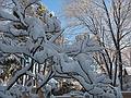 Feb. 21, 2009 - Merrimac, Massachusetts.<br />Around the house after a fresh overnight snowfall.