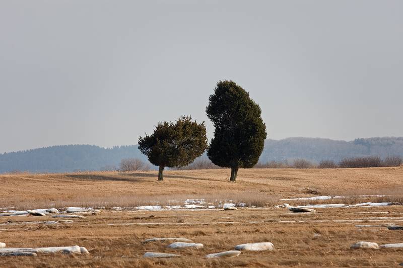 Feb. 26, 2009 - Parker River National Wildlife Refuge, Plum Island, Massachusetts.<br />The "Odd Couple", as seen from behind the maintenance sheds.