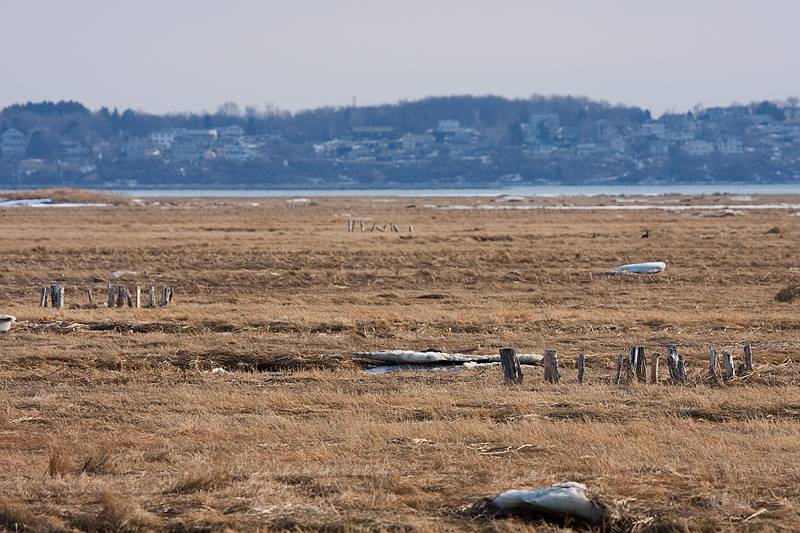 Feb. 26, 2009 - Parker River National Wildlife Refuge, Plum Island, Massachusetts.<br />Stadles in the marsh.