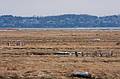 Feb. 26, 2009 - Parker River National Wildlife Refuge, Plum Island, Massachusetts.<br />Stadles in the marsh.