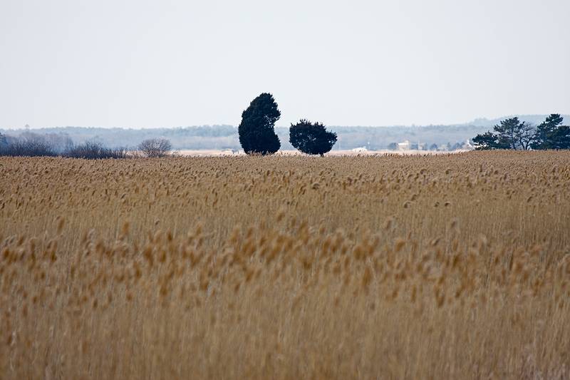 Feb. 26, 2009 - Parker River National Wildlife Refuge, Plum Island, Massachusetts.<br />The "Odd Couple" as seen from the base of Hellcat Swamp observation tower.
