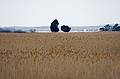 Feb. 26, 2009 - Parker River National Wildlife Refuge, Plum Island, Massachusetts.<br />The "Odd Couple" as seen from the base of Hellcat Swamp observation tower.