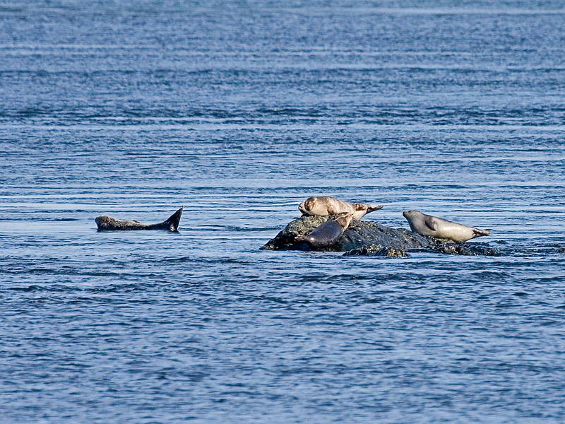 March 5, 2009 - Salisbury State Park, Salisbury, Massachusetts.<br />Seals at the mouth of the Merrimack River.