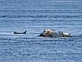 March 5, 2009 - Salisbury State Park, Salisbury, Massachusetts.<br />Seals at the mouth of the Merrimack River.