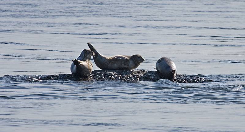 March 5, 2009 - Salisbury State Park, Salisbury, Massachusetts.<br />Seals at the mouth of the Merrimack River.