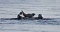 March 5, 2009 - Salisbury State Park, Salisbury, Massachusetts.<br />Seals at the mouth of the Merrimack River.
