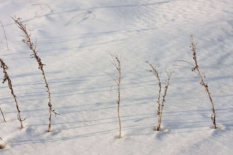 March 5, 2009 - Parker River National Wildlife Refuge, Plum Island, Massachusetts.