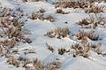 March 5, 2009 - Parker River National Wildlife Refuge, Plum Island, Massachusetts.<br />Heather.