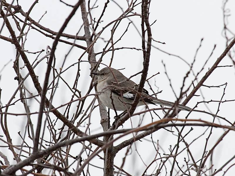 March 6, 2009 - Parker River National Wildlife Refuge, Plum Island, Massachusetts.<br />Mockingbird.