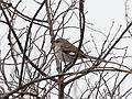 March 6, 2009 - Parker River National Wildlife Refuge, Plum Island, Massachusetts.<br />Mockingbird.