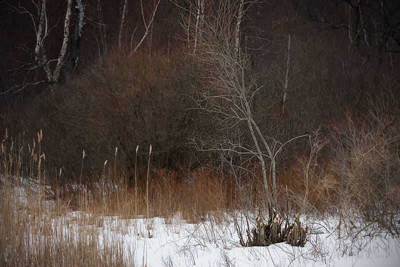 March 6, 2009 - Parker River National Wildlife Refuge, Plum Island, Massachusetts.<br />Beaver chewed stumps.