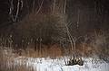 March 6, 2009 - Parker River National Wildlife Refuge, Plum Island, Massachusetts.<br />Beaver chewed stumps.
