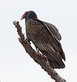 March 13, 2009 - Eastern Neck National Wildlife Refuge, Maryland.<br />Turkey vulture at Tubby Cove.