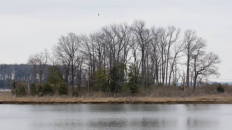 March 13, 2009 - Eastern Neck National Wildlife Refuge, Maryland.<br />View north from boardwalk at Tubby Cove.