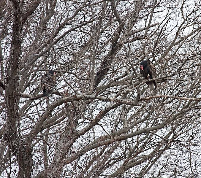 March 13, 2009 - Eastern Neck National Wildlife Refuge, Maryland.<br />Turkey vultures,