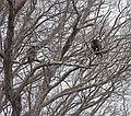 March 13, 2009 - Eastern Neck National Wildlife Refuge, Maryland.<br />Turkey vultures,