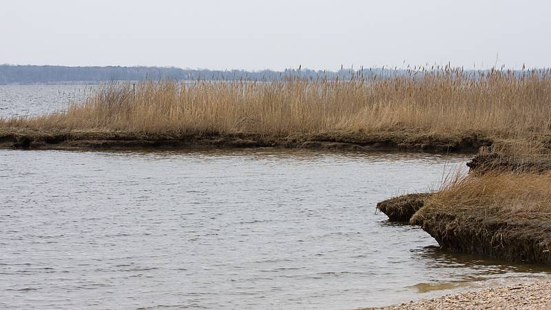 March 13, 2009 - Eastern Neck National Wildlife Refuge, Maryland.<br />At Boxes Point.