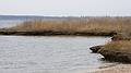 March 13, 2009 - Eastern Neck National Wildlife Refuge, Maryland.<br />At Boxes Point.