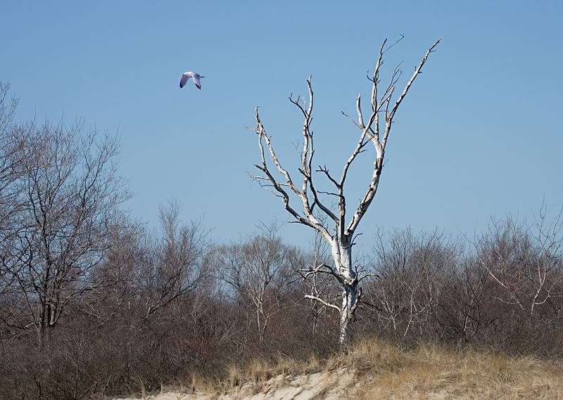March 25, 2009 - Sandy Point State Reservation, Plum Island, Massachusetts.<br />Birch and bird collage.