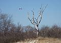 March 25, 2009 - Sandy Point State Reservation, Plum Island, Massachusetts.<br />Birch and bird collage.