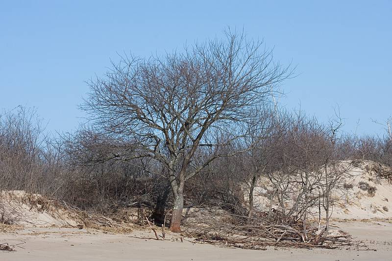 March 25, 2009 - Sandy Point State Reservation, Plum Island, Massachusetts.