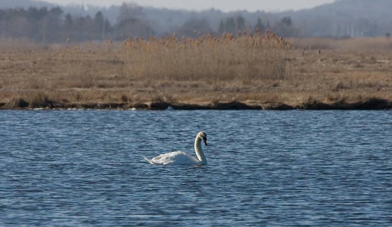 March 25, 2009 - Parker River National Wildlife Refuge, Plum Island, Massachusetts.<br />Swan at the salt pannes.