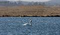 March 25, 2009 - Parker River National Wildlife Refuge, Plum Island, Massachusetts.<br />Swan at the salt pannes.