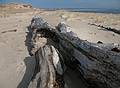 April 2, 2009 - Sandy Point State Reservation, Massachusetts.