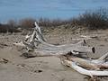 April 2, 2009 - Sandy Point State Reservation, Massachusetts.<br />The toppled tree.