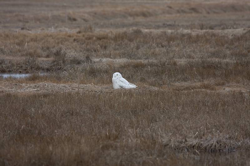 April 8, 2009 - Parker River National Wildlife Refuge, Plum Island, Massachusetts.<br />Snowy Owl.