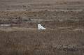 April 8, 2009 - Parker River National Wildlife Refuge, Plum Island, Massachusetts.<br />Snowy Owl.