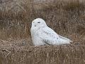 April 8, 2009 - Parker River National Wildlife Refuge, Plum Island, Massachusetts.<br />Snowy Owl.