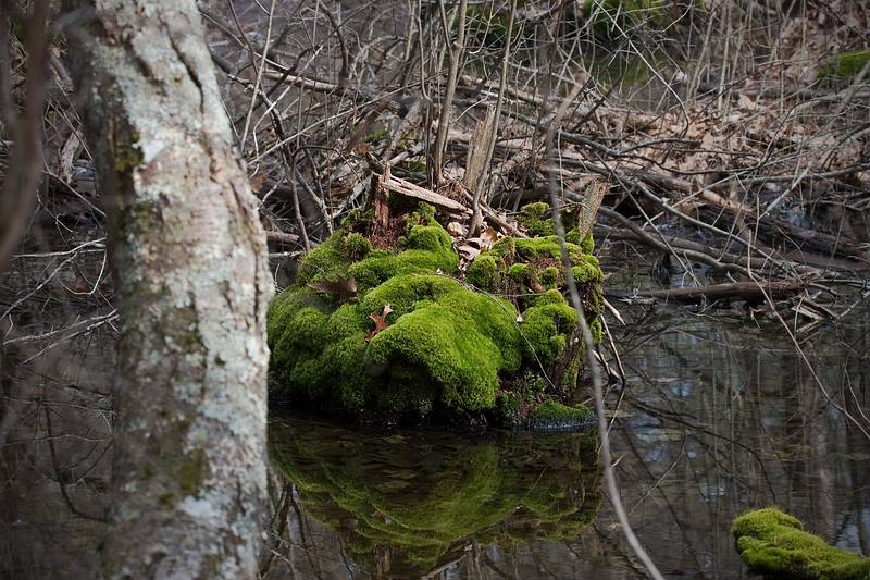 April 10, 2009 - Maudlay State Park, Newburyport, Massachusetts.<br />Signs of spring: bright green moss.