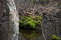 April 10, 2009 - Maudlay State Park, Newburyport, Massachusetts.<br />Signs of spring: bright green moss.