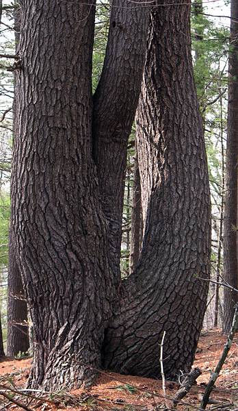 April 10, 2009 - Maudlay State Park, Newburyport, Massachusetts.