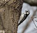 April 10, 2009 - Maudlay State Park, Newburyport, Massachusetts.<br />Downy Woodpecker?