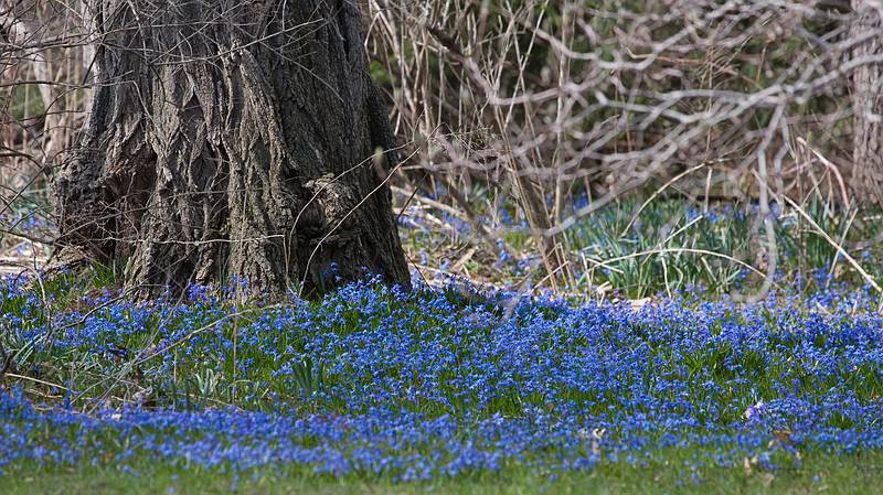April 10, 2009 - Maudlay State Park, Newburyport, Massachusetts.<br />Siberian squill?