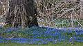 April 10, 2009 - Maudlay State Park, Newburyport, Massachusetts.<br />Siberian squill?