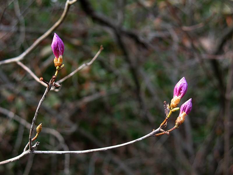 April 10, 2009 - Maudlay State Park, Newburyport, Massachusetts.<br />Deciduous azalea bush/tree?