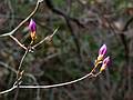 April 10, 2009 - Maudlay State Park, Newburyport, Massachusetts.<br />Deciduous azalea bush/tree?