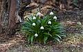 April 10, 2009 - Maudlay State Park, Newburyport, Massachusetts.<br />Snowdrop.