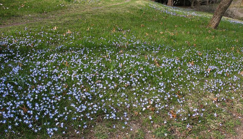 April 10, 2009 - Maudlay State Park, Newburyport, Massachusetts.<br />Scilla?