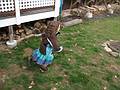 April 12, 2009 - At Tom and Kim's in South Hampton, New Hampshire.<br />Miranda was a blur as she searched for Easter eggs.